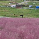 평원애견 이미지