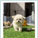 행복펫