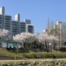 통복천 | 평택 통복천 벚꽃 명소 실시간 현황과 주차 꿀팁 정보