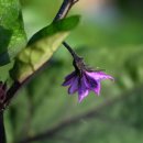 햇살푸드 이미지