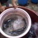 산천송어 이미지