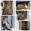 뽑아가즈아 이미지