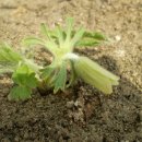 노랑고개 이미지