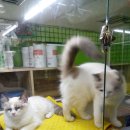 펫보드레 | [이태원 경리단길 데이트] 돼지런했던 이태원 경리단길 데이트 코스