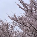 밀미리베이커리 | 매봉역 또또또또간집 양재천 통창뷰 양식 맛집 후기, 단호박피자 메뉴 추천 | 양재천 벚꽃축제...