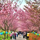 개심사공중화장실화장실 | 서산 문수사 겹벚꽃, 서산 겹벚꽃 명소 : 찐분홍 터널 속으로 고고! 고고!