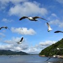 컴백마돈나밴드 카카오 검색결과