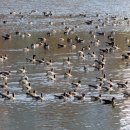 서호공원 이미지