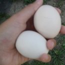 항꾸네 협동조합 이미지