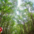 김주연농장 | 2011년11월 보홀 가족투어 세번째 날 -영상후기