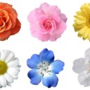 꽃사세요 꽃 이미지