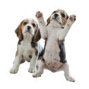 강아지소풍 이미지