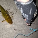 13물~2물에 낚시, 낱마리는 방생<b>타임</b>