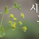 시호 카카오 검색결과