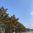 샛별민박 | 태안 안면도 해루질/차박성지 노지캠핑장 샛별해수욕장