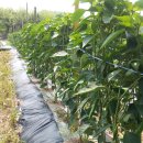 풍성농장 이미지