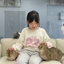 캣플코지눅 시화점 이미지