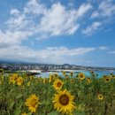 제주 하얀집 이미지