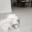 누리댕댕 이미지