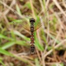 꼬마연못 이미지