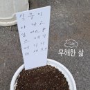 < 씨앗의 숲 5 > 1~2주 메밀 키우기 후기 :)