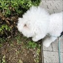 하이까미 이미지