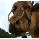 워낭소리 이미지