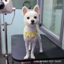 사쿠란보애견샵 부산대점 이미지