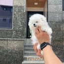 하늘켄넬 이미지