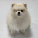 펫21 (Pet21) | 강아지매트:: 강아지 미끄럼방지매트 휘슬펫 롤매트 한 달 사용후기