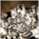 김삿갓농장 이미지