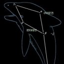 낙타와돌고래 이미지