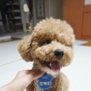 빛나는 강아지 | 밤 산책에도 빛나는 야광 강아지인식표 네임택 후기