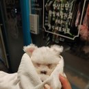 24시 시유동물메디컬센터 이미지