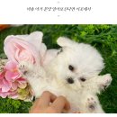 도그마루 강아지고양이 안양점 이미지