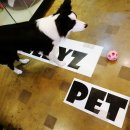 젤리즈펫 이미지