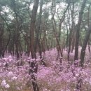 소나무동산 이미지