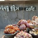 다육식물손옹기