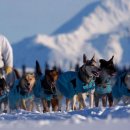 알래스카 말라뮤트 (Alaskan Malamute) 이미지