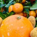 성숙농장 이미지