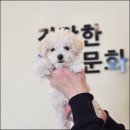 라이프독24시강아지분양고양이분양 - 평택시 안정로29번길 22 | 라이프독24시강아지분양고양이분양