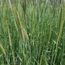 농업회사법인(유)이삭 이미지