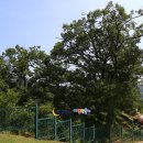 임실덕천리가침박달군락 이미지