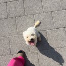 동대문 루시드 동물메디컬센터 이미지