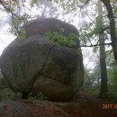 보성야생화 이미지