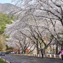 삼랑진양수발전소 | 밀양 벚꽃 삼랑진 양수발전소 벚꽃길
