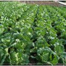 가야산아래 이미지