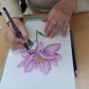 색연필 일러스트 & 보타니컬 아트 이미지