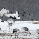 두루미202 이미지