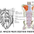 쉽게 공부하는 산후관리 - 복직근의 과긴장과 복직근 이개 이미지